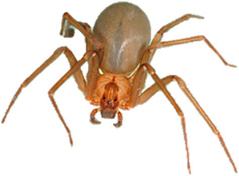 A Brown Recluse Spider Loxosceles Reclusa Note The Dark Brown Violin