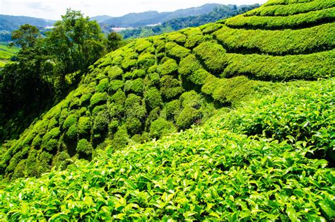 Tea Plantations In Malaysia Stock Image Image Of Leaf Light 88918679