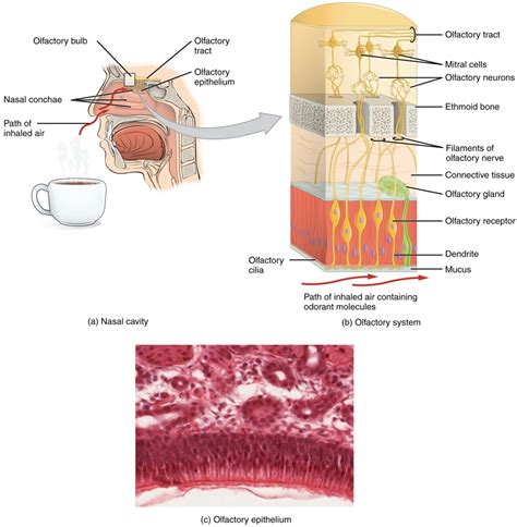 Sensory Perception Taste And Olfaction Anatomy And Physiology I