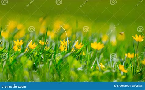 Closeup Spring Forest Glade With Flowers Stock Photo Image Of Grass