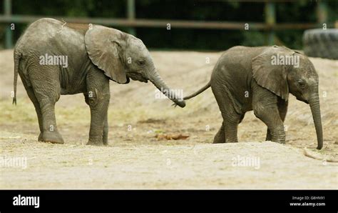 Baby African Bull Elephant Howletts Wild Animal Park Stock Photo Alamy