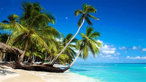 Wallpaper Beautiful Beach Palm Trees Sea Blue Sky Clouds Tropical 5120x2880 Uhd 5k Picture