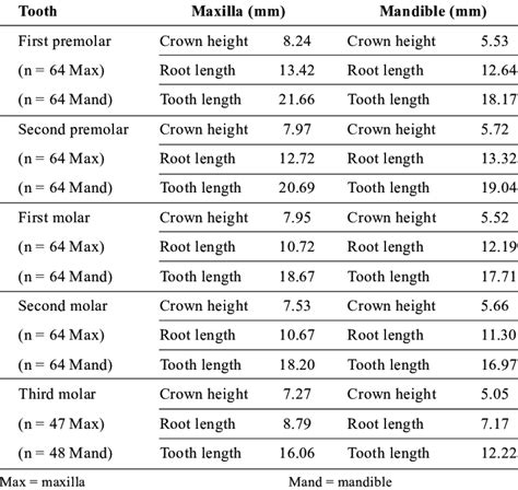 Mandibular Teeth Chart