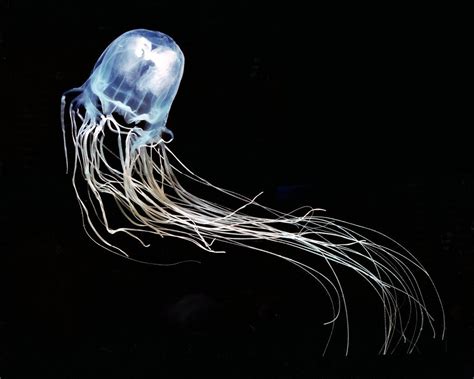 Two Deadly Box Jellyfish Species Found Breeding In Malaysia Beach