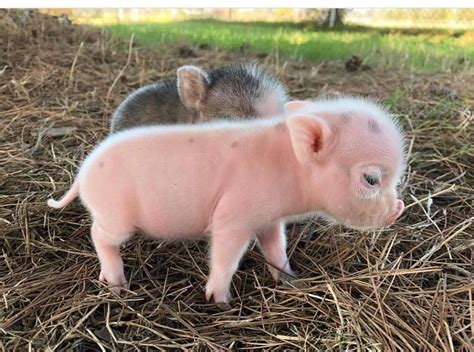 Win A Free Mini Pig Ends 3 8hurry Cute Baby Pigs Cute Baby