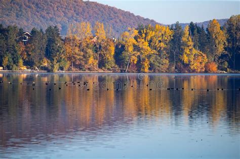 Golden Autumn Trees And Lake Autumn Landscape Sunny Morning Stock