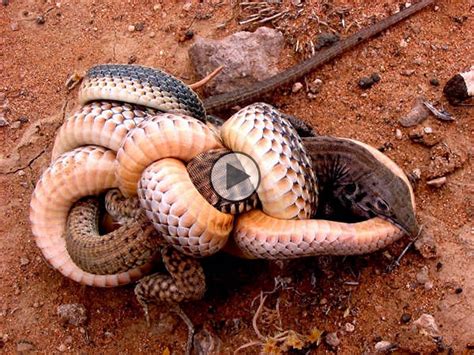 Lizard Survive After Fight With Snake