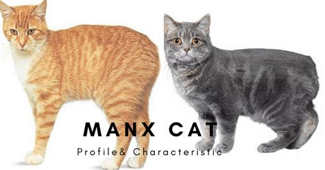 The first manx cat breed standard was developed in 1903, and the breed has the distinction of being among the first breeds to be officially recognized by the cat fanciers association. Manx Cat Breed - Cats In Care