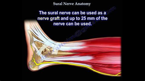 Sural Nerve Anatomy Everything You Need To Know Dr Nabil Ebraheim