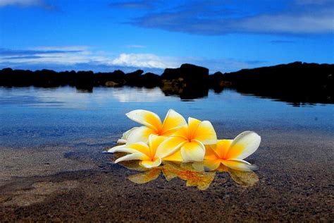 Pictures Of Flowers At The Ocean