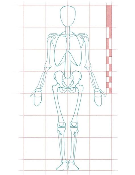 Human Proportions For Figure Drawing Figure Drawing Human Figure