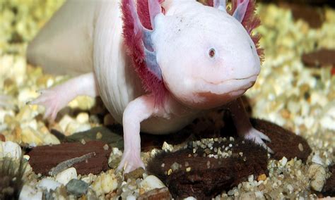 Salamander Enzyme Could One Day Let Humans Regrow Organs And Limbs