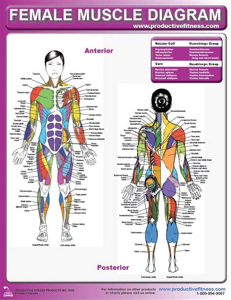 The female muscular system laminated anatomy chart. Female Muscle Diagram - There's a lot of muscles that you ...