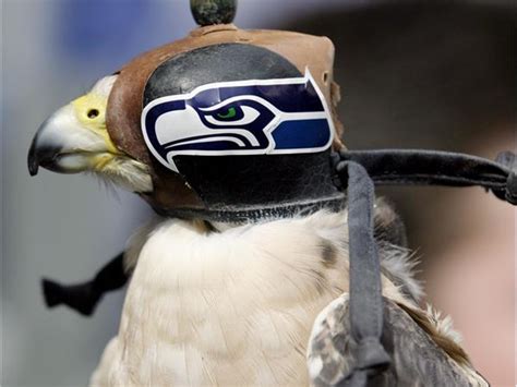 Seattle Seahawks Mascot Taima The Hawk Master Falconer David Knutson