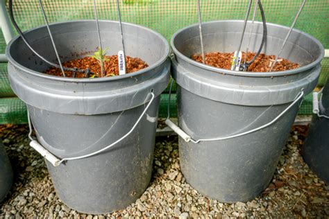 How Many Tomato Plants Per 5 Gallon Bucket Cromalinsupport