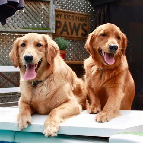 Golden Retriever Noble Loyal Companions Golden Retriever Cute Dogs