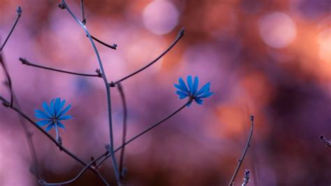 Wallpaper Sunlight Flowers Nature Reflection Plants Branch Blue