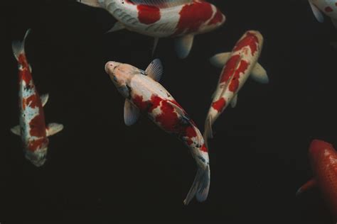 White And Red Koi Fish Photo Free Tokyo Image On Unsplash