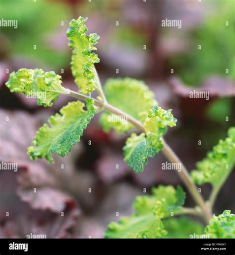 Teucrium Scorodonia Crispum Evergreen Sub Shrub With Crinkle