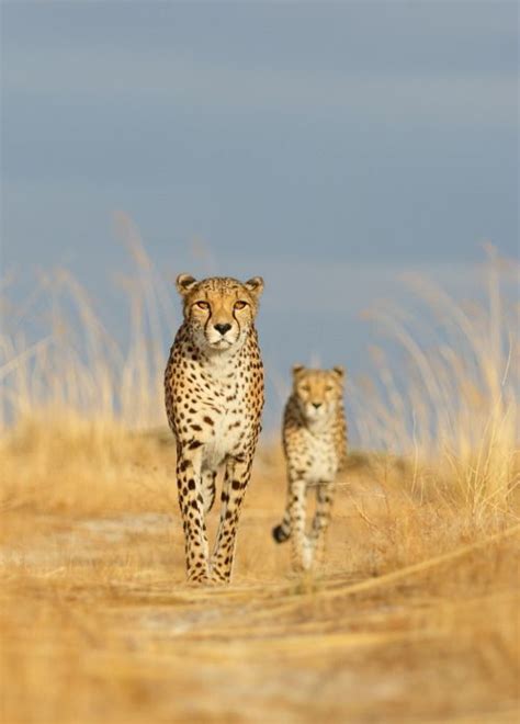 African Savanna Cheetah Pets Lovers