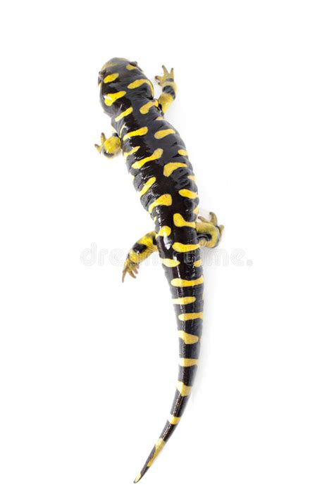 Tiger Salamander Stock Image Image Of Isolated Slimy 8837911