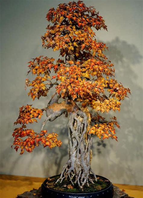 20 Brilliant Bonsai Trees You Have To See