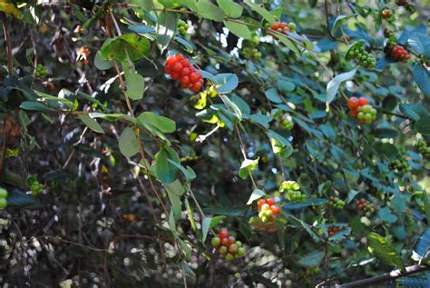 Honeysuckle Berries Are Ripening In The Warm Weather On The Mendonoma