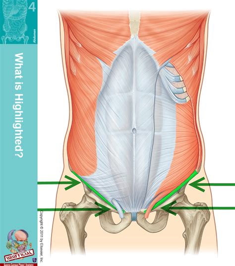 Diagram Of Groin Area Sportsmans Groin And The Inguinal Ligament Images And Photos Finder