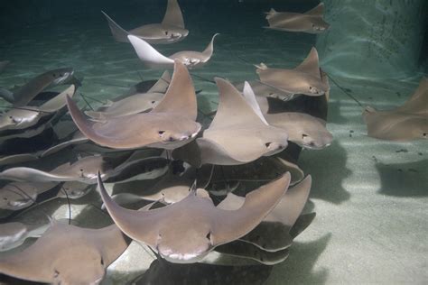 Meet Shedd Aquariums New Stingrays