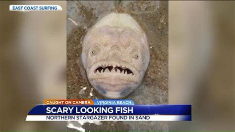 Nightmare Fish Pops Up To Scare The Living Daylight Out Of Beachgoers
