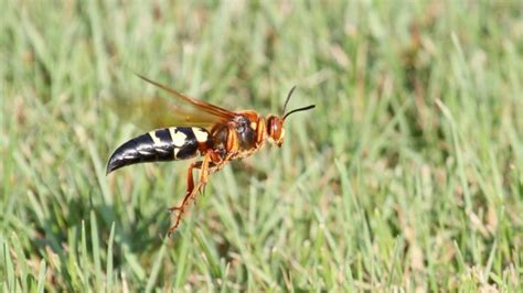 Cicada Killer Wasp Life Cycle