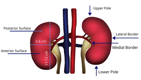The Anatomy Of The Kidney Interactive Biology With Leslie Samuel