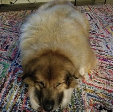 Zeus - Canna-Pet®