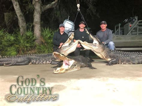 Florida Alligator Hunting Wild Alligator Hunts
