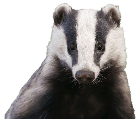 European Badger Png Images Transparent Background Png Play