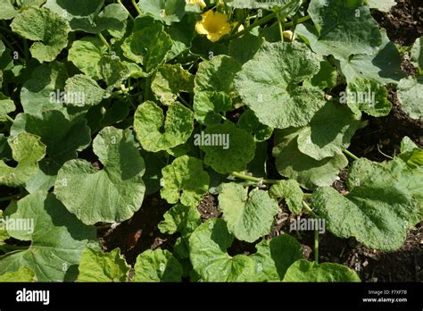 Cucumber Mosaic Virus Cmv Symptoms On Squash Plant Cucurbita Spp