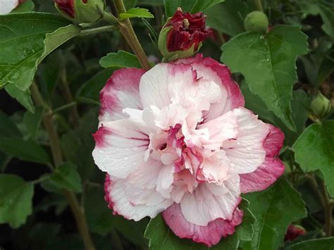 Plant Nursery Blog Hardy Hibiscus Rose Of Sharon Hibiscus