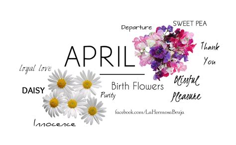 April Birth Flower Daisy And Sweetpea April Birth Flower Birth