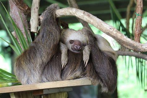 The Many Reasons Why Sloths Are The Slowest Animals On The Planet