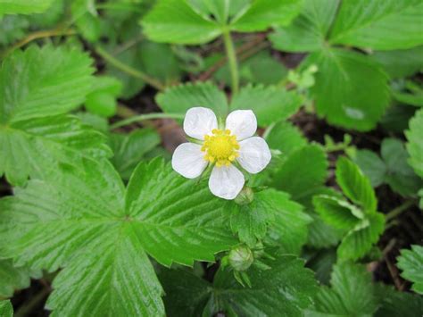 Are Wild Strawberries Edible New Life On A Homestead Berry Plants Wild Strawberries