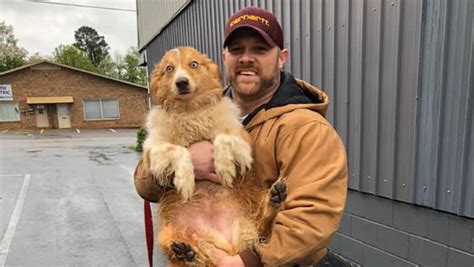 Dog Missing After Tornado Destroyed Home Found 54 Days Later
