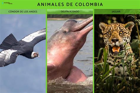 flora y fauna de colombia características y especies con fotos y vÍdeo