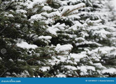 Pine Tree Branches Covered With Snow Frozen Tree Branch In Winter