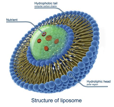 Liposomes Power Of Intravenous Therapy In Oral Delivery