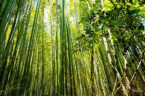 Arashiyama Bamboo Forest Kyoto Detailed Guide Expatolife