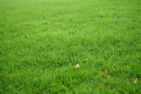 Grass Green Nature Free Photo On Pixabay Pixabay