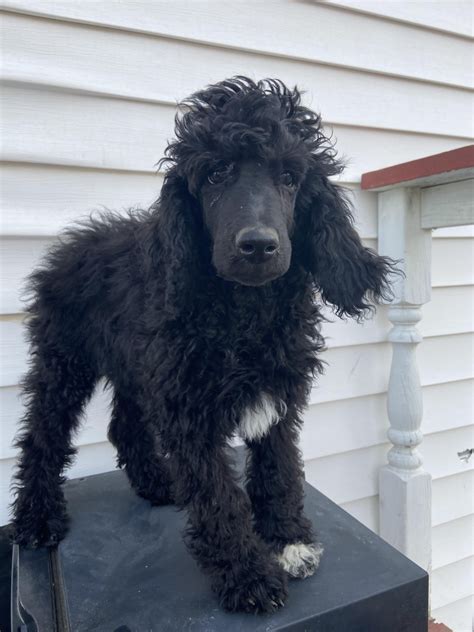 The standard is a marketing name for standard insurance company (portland, oregon), licensed in all states except new york, and the standard life insurance company of new york (white plains, new york), licensed only in new york. Standard Poodle Puppies For Sale | 84th Avenue, Allendale ...