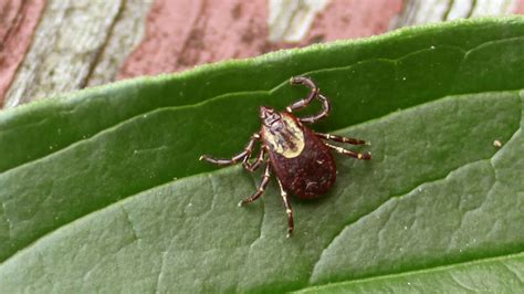 Ticks Tick Borne Diseases Lyme Prevention Treatment Virginia