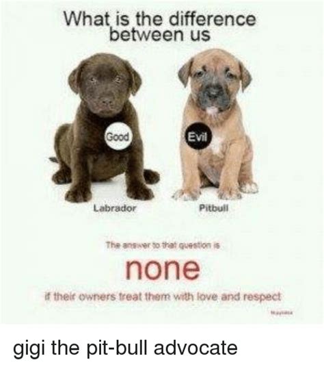 What Is The Difference Between Us Evil Pitbull Labrador The Answer To