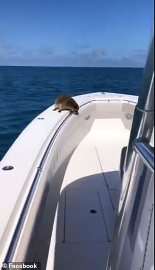 Outrage Over Man Filming Stowaway Raccoon As It Falls Off Of His Boat